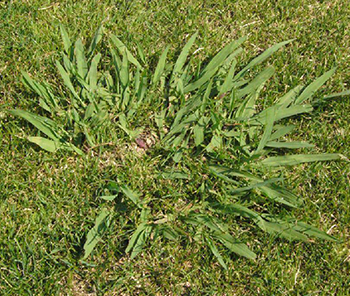 Dallisgrass Control